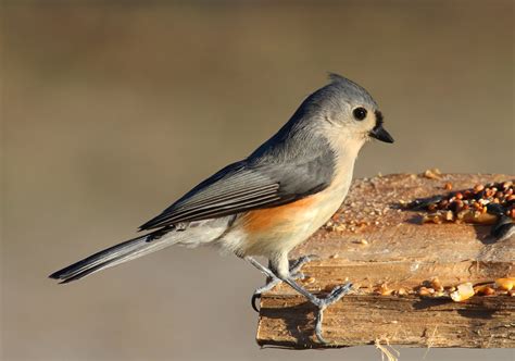Tufted Titmouse Birds Of Overton Parks Old Forest Memphis Tn