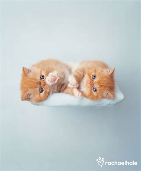 Rachael Hales Pic Of The Day Archiles And Cute Animals Cats