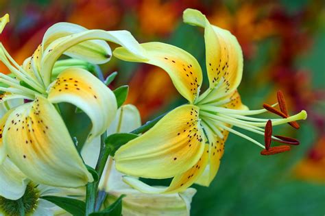 This flower can be found all over the world and it has special symbolism. Pictures of Different Types of Lilies That'll Simply ...