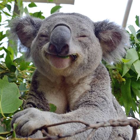 Koala Smile Animais Filhotes Lindos Filhotes Animais Australianos