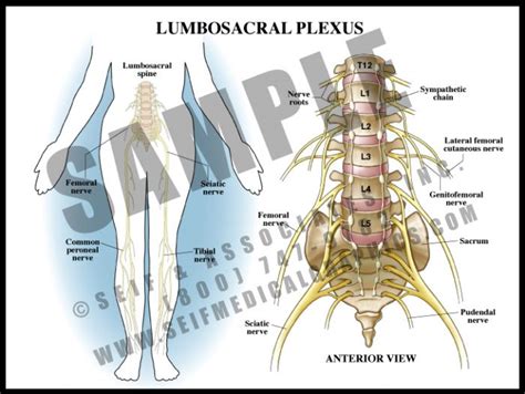 Lumbosacral Plexus Sanda Medical Graphics