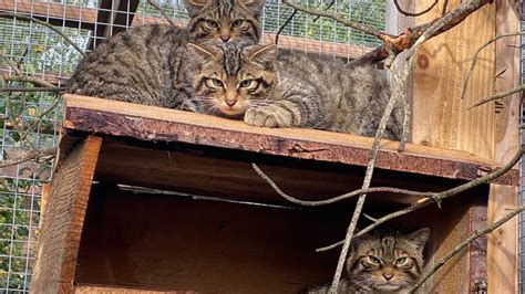Scottish Wildcats Bred In Captivity Released To The Wild In A Bid To