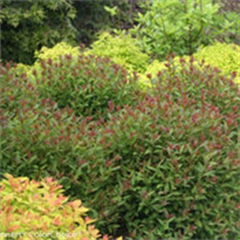 Since the new growth continues to emerge bright orange all season, it creates a. Double Play® Artisan® - Spirea - Spiraea japonica | Proven ...