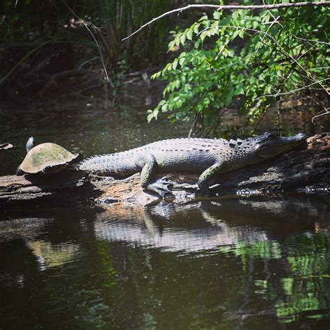 Gater In The Swamp Alligator Alligators Down South Gator Louisiana