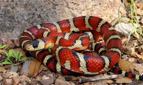 10 Snakes That Live In The Desert — 1 Is Terrifying Az Animals