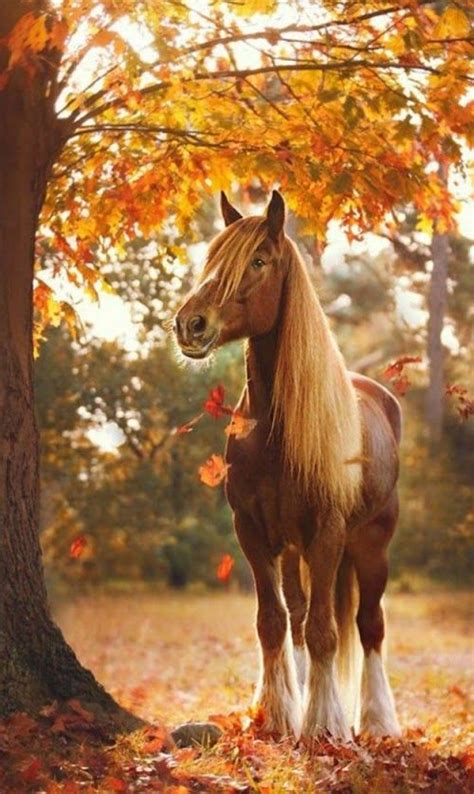 Autumn Beautiful Horse Pictures Horses Horse Pictures