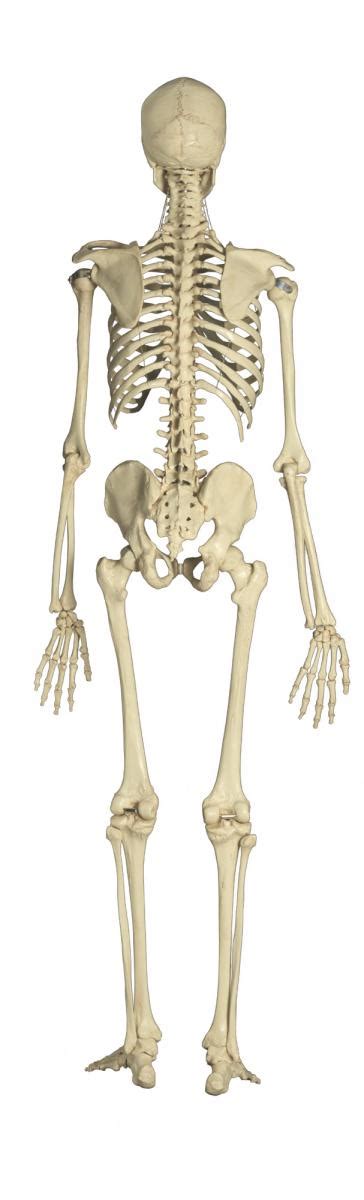 Anatomical Model Skeleton A200