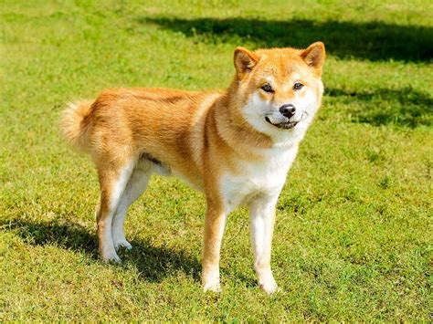 Hokkaido Inu Dog Breed Guide Spot