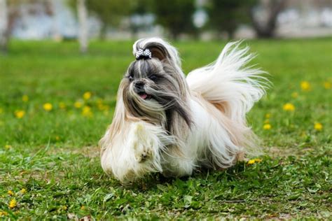 Check Out These Amazing Small Dog Breeds Facty