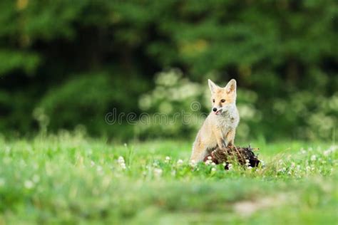 Red Fox Guarding Prey On Meadow Vulpes Vulpes Stock Image Image Of