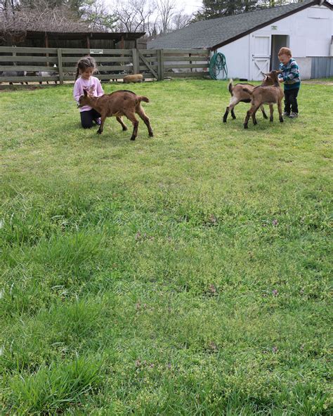 The catskill game farm used to be the premiere destination for a petting zoo experience, but since they closed their doors in 2006, places like the long island game. The Long Island Game Farm Wildlife Park and Children's Zoo ...