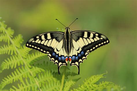 Notre Top 5 Des Plus Beaux Papillons Français Blog Papillons