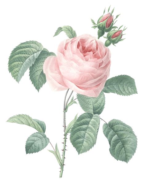 Rose Pink Flower Illustrations Free Vintage Illustrations