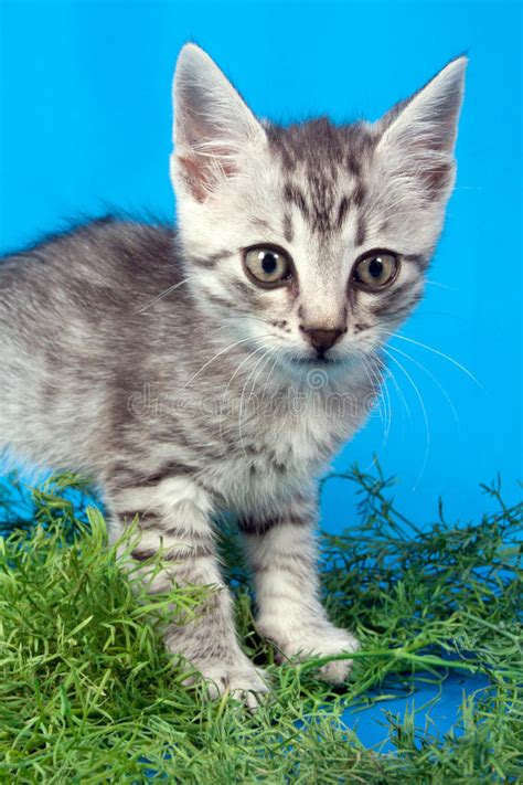 Gray Kitten In A Green Grass Stock Image Image Of Playing Isolated