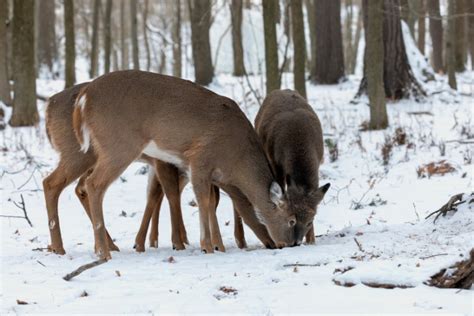 Deer Feeding Times Figuring Out Whitetail Eating Habits