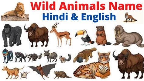 Wild Animals Name In Hindi And English With Pictures जंगली जानवरों के