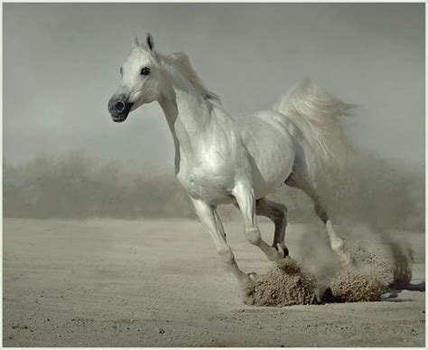 White Stallion Powerful Stallion Cavalo Horse Animal Hd Wallpaper