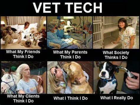 What is a veterinary assistant? Vet Tech job description meme. What I really do. #vettech #vettechjob #veterinarytechnician # ...