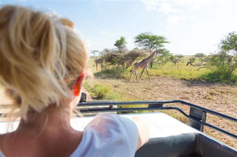 Mulher No Safari Africano Dos Animais Selvagens Observando A Natureza Do Jipe Aberto Do Safari
