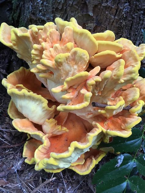 Crazy Fungus Found Growing On Dead Willow In Woods On Guemes Island Wa