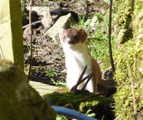Stoat On Waddow Ribblesdale Angling Association