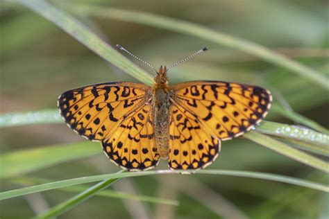 Minnesota Seasons Silver Bordered Fritillary