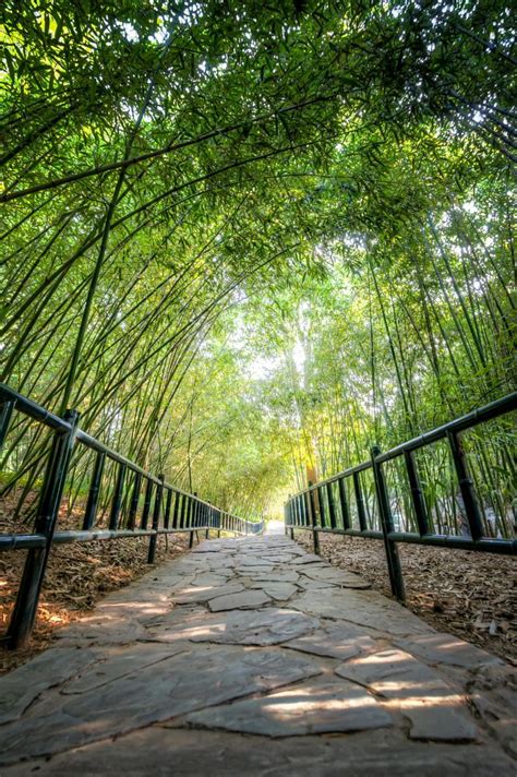 Bamboo Forest Bamboo Forest Chinese Garden Living In China