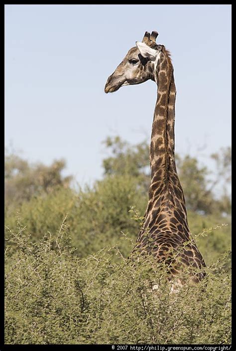 Photograph By Philip Greenspun Giraffe Long Neck 4