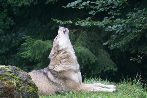 Free Photo Wolf Howl Wolf Howling Free Image On Pixabay 1514769