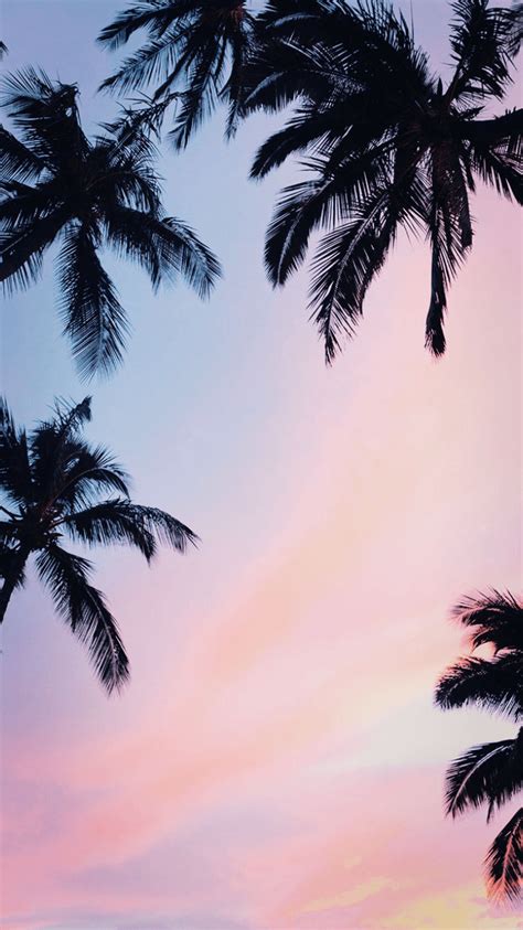 Aesthetic Palm Trees Wallpapers Wallpaper Cave