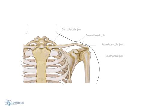Anatomists talk about both bone and bones. Bones & Joints of the Shoulder | Orthopaedic - Simon Boyle