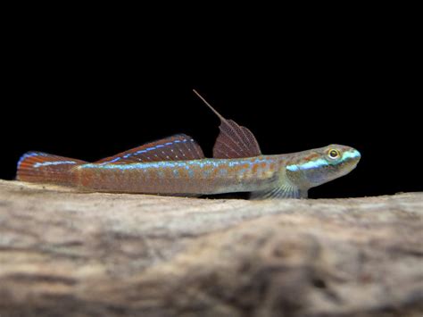 Annies Dwarf Goby Stiphodon Annieae Aquatic Arts On Sale Today For