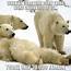 Hilarious Polar Bear Meme Destroys Democrats Global Warming Claims