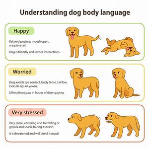 Dog Body Language Decode Cues For Fear Stress Aggression