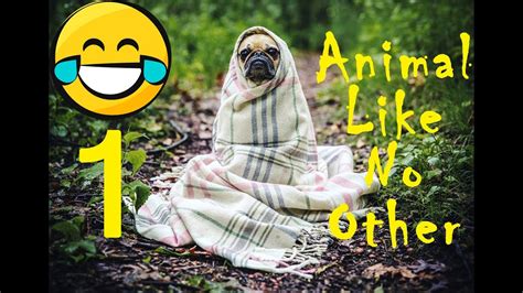 Try Not To Laugh Funny Animals 🐾 Compilation 🐾 Cat Dog 🐾🐾 Youtube
