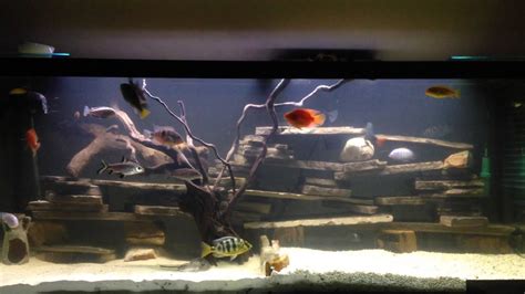 My 120 Gallon Fish Tank African South American Cichlids Reticulated