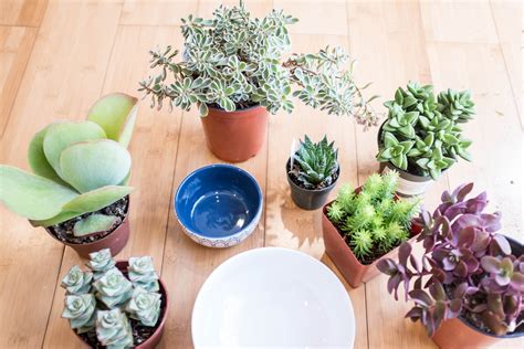 How To Plant A Succulent Container Garden In A Bowl