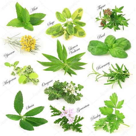 Collection Of Fresh Aromatic Herbs — Stock Photo © Viperagp 27570777