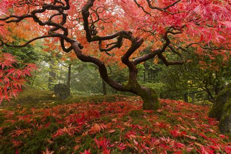 The Japanese Maple Tree Bokksu