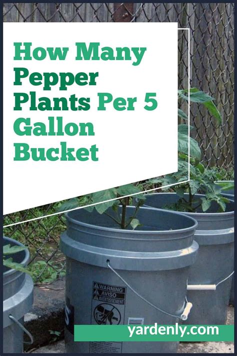 How Many Pepper Plants Per 5 Gallon Bucket