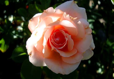 Apricot Candy Rose Magic Garden Nursery And Landscape