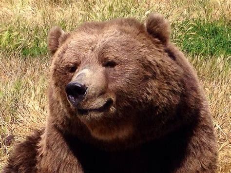 Smiling Bear Picture Of Olympic Game Farm Sequim
