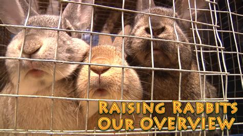 Raising Rabbits For Meat Overview Video Homesteader