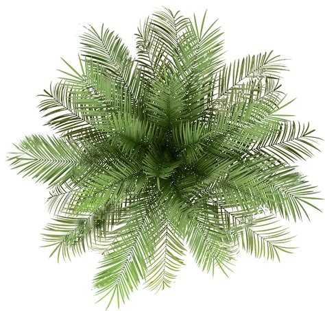 Palmtree Png Palm Tree Top View Png Indoor Plant Top View Png