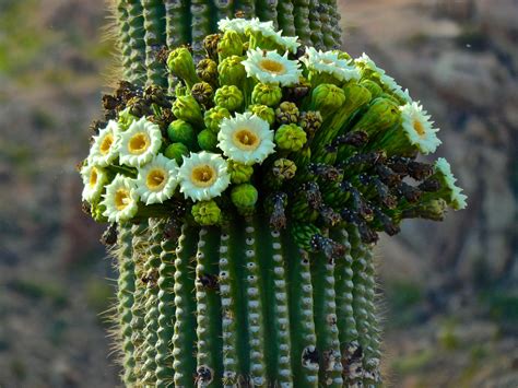 Saguaro Wearing A Crown Crested Saguaro Cactus Blooming Plants Cactus