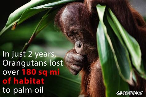 Mother Earth Mother Nature Save The Orangutans Red Palm Oil Stop