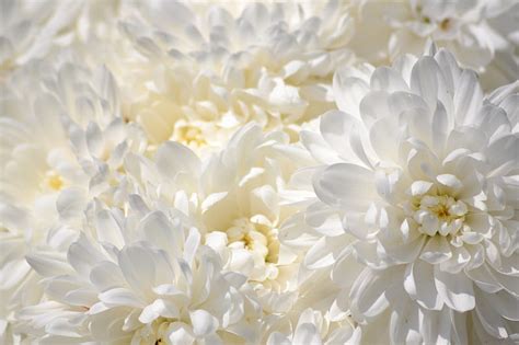 White Chrysanthemum Fall Close Up Chrysanthemum Flowers White Hd