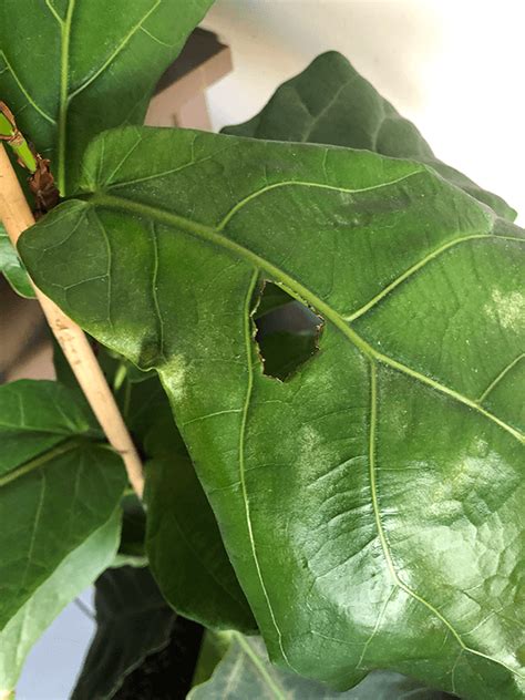 Fiddle Leaf Fig Brown Spots How To Diagnose And Treat Brown Spots