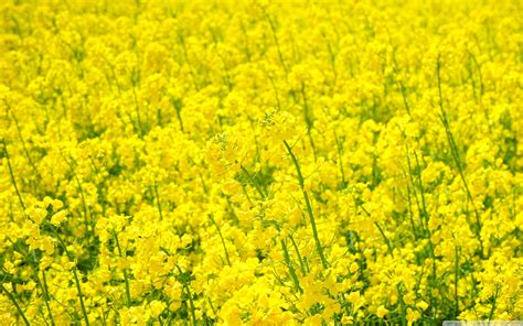 Field Of Rapeseed Ultra Hd Desktop Background Wallpaper For 4k Uhd Tv