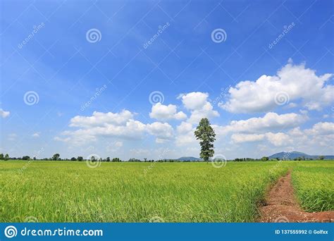 Beautiful Puffy Cloud On Blue Sky In Young Green Paddy Rice Field And